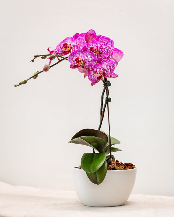 Phalaenopsis Orchid assorted color