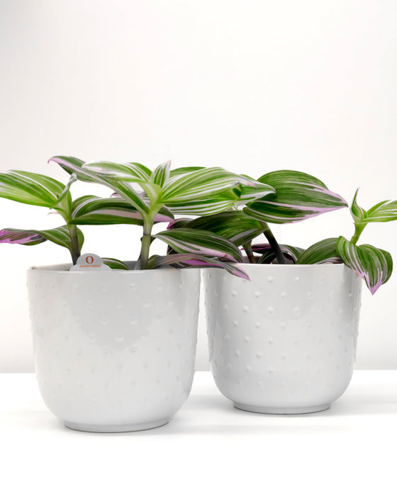 White Dotted Pot 5”