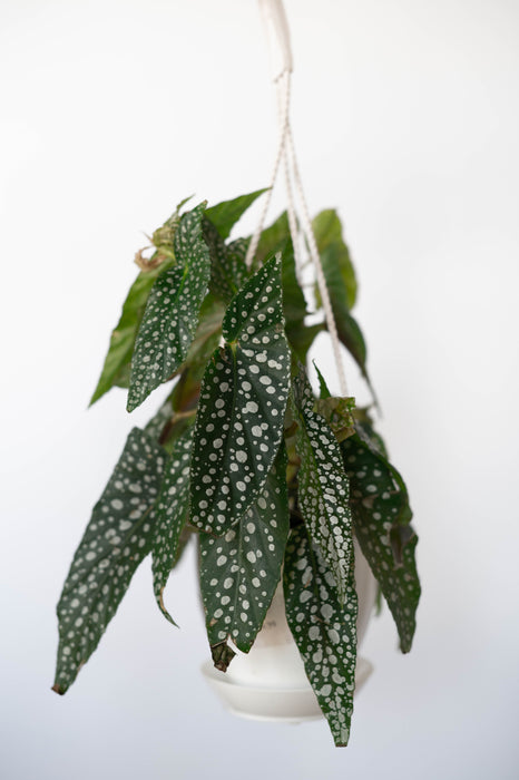 Begonia White Ice 4.5” HB