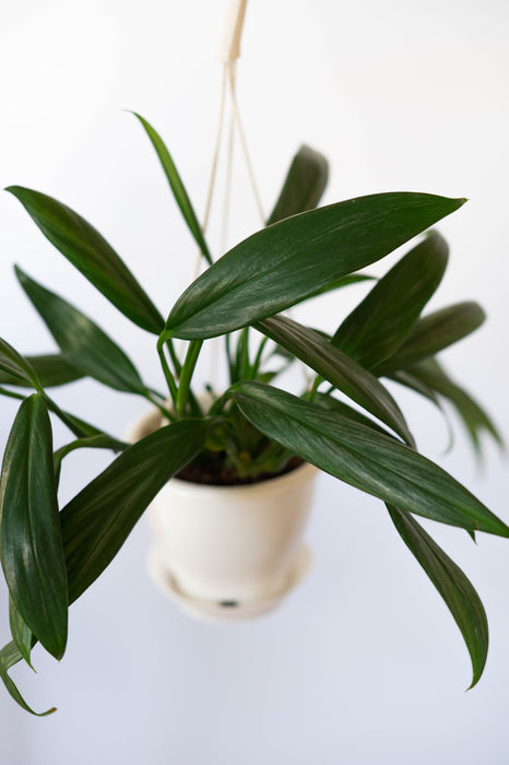 Epipremnum Amplissimum 4.5” HB