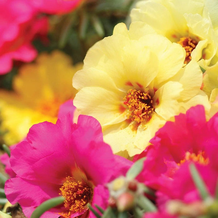 Portulaca-Mixed Colors-Portulaca Grandiflora