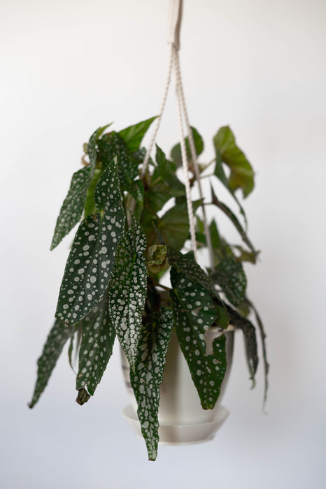 Begonia White Ice 4.5” HB