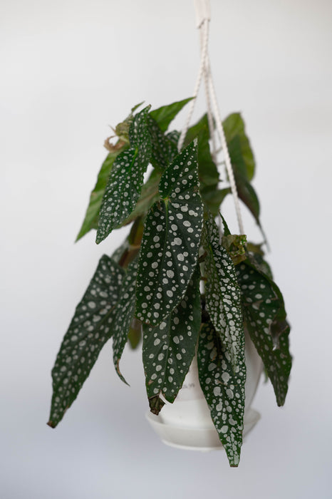 Begonia White Ice 4.5” HB