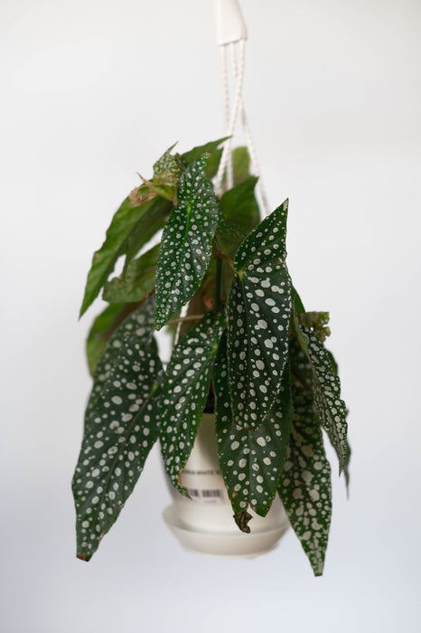 Begonia White Ice 4.5” HB