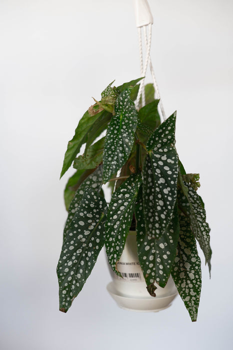 Begonia White Ice 4.5” HB
