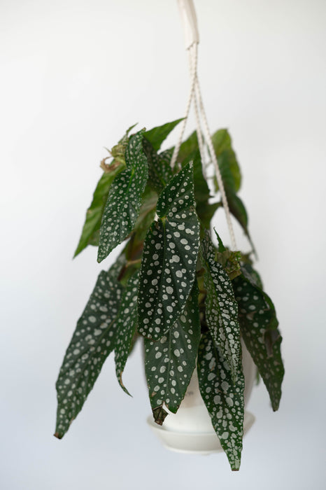 Begonia White Ice 4.5” HB
