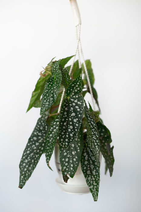 Begonia White Ice 4.5” HB