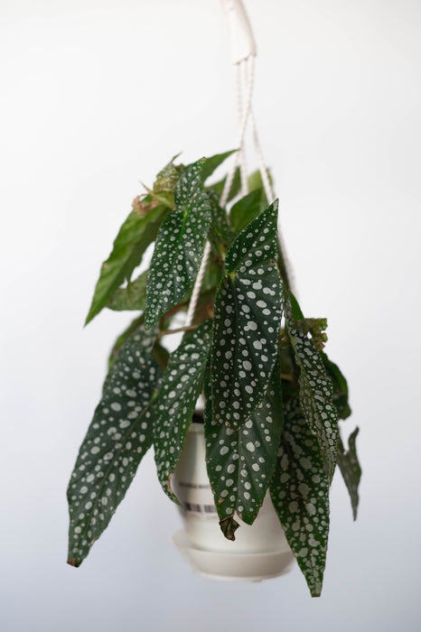 Begonia White Ice 4.5” HB